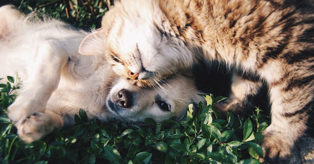 Listes de cadeaux pour adoption d'animal : tout ce dont votre nouveau ...